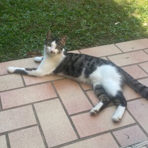 21367764-62EE-447E-B068-FA0EAEB339B4_1_105_c