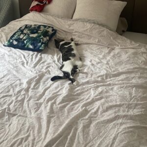 3E5A882A-8A8B-4E56-99B4-54B5BA0AC923_1_105_c