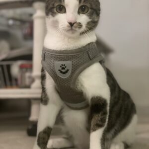 4151C0E4-11E1-498B-93C6-00DB907D6DAC_1_105_c