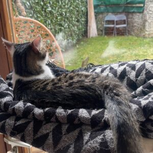 A7EEA82C-F932-4ED3-B4AC-88D8931D5E89_1_105_c