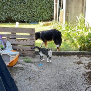 C77F54F5-F439-4CD6-81DF-F48A031AACC0_1_105_c