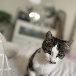 EE31BDAE-EC78-4306-AC59-BEF9A7056BA2_1_105_c